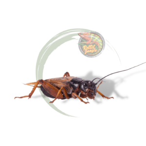 Grillo Bimaculatus Adulto Confezione 20 Pezzi