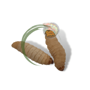 Camola Del Miele Confezione 30 Pezzi