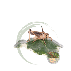 Cavalletta Migratoria  Adulto 50 Pezzi