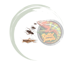 Grillo Acheta Domestica Small 100 Pezzi