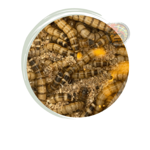 Zophobas Morio Caimani Box Da 50 Grammi