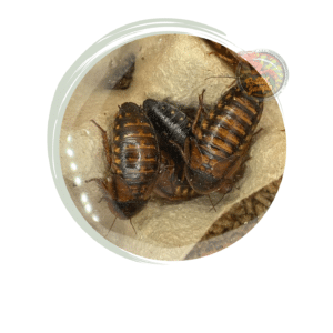 Blatta Dubia Adulte 10 Pezzi