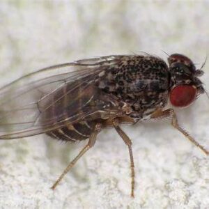 Drosophila Hydei Colonia 500 ml.