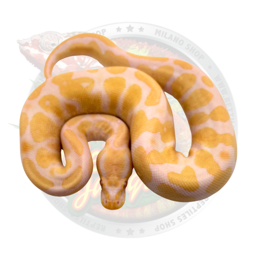 candino