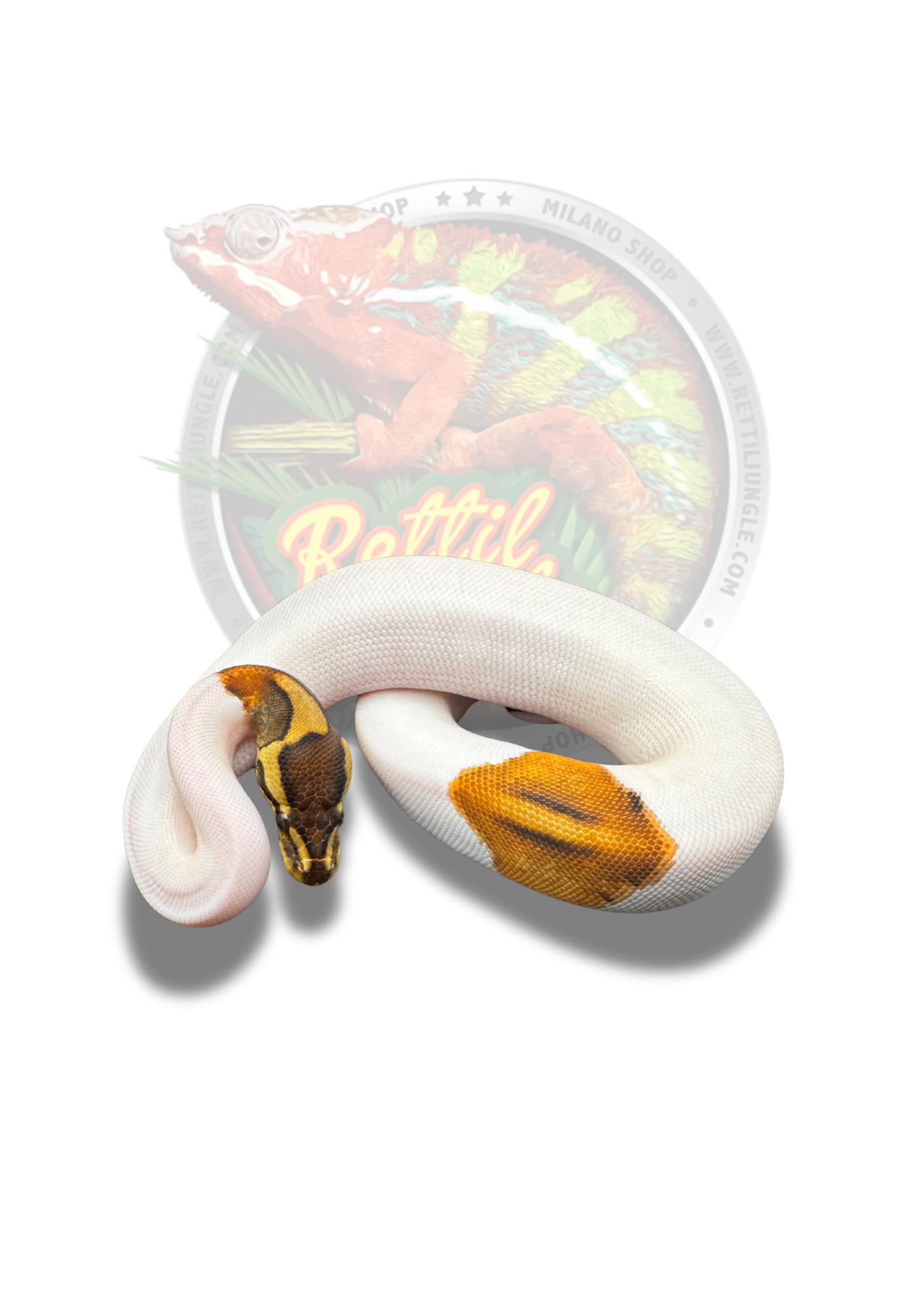 Copia di base per prodotti (2)